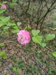 粉色花朵绽放于绿叶间