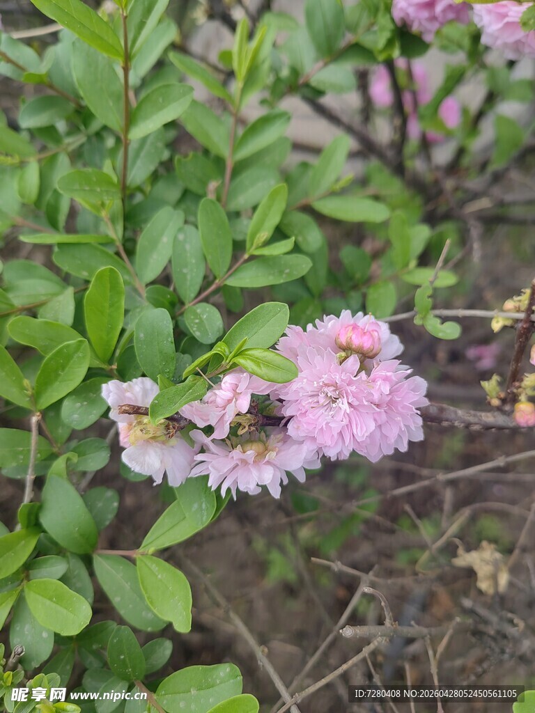 粉色小花绽放绿叶间
