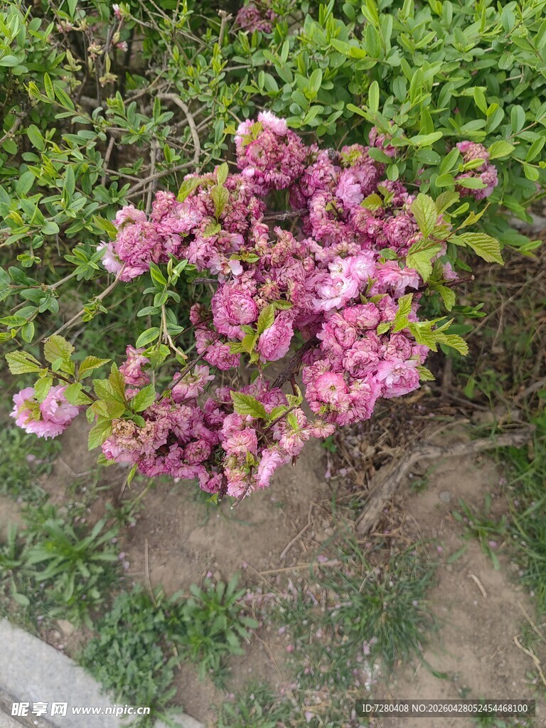 盛开的粉色花丛
