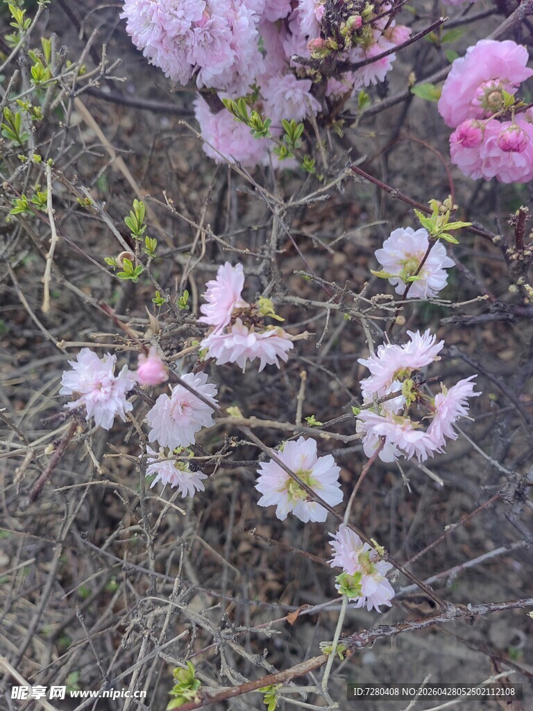 地上绽放的粉色美丽小花