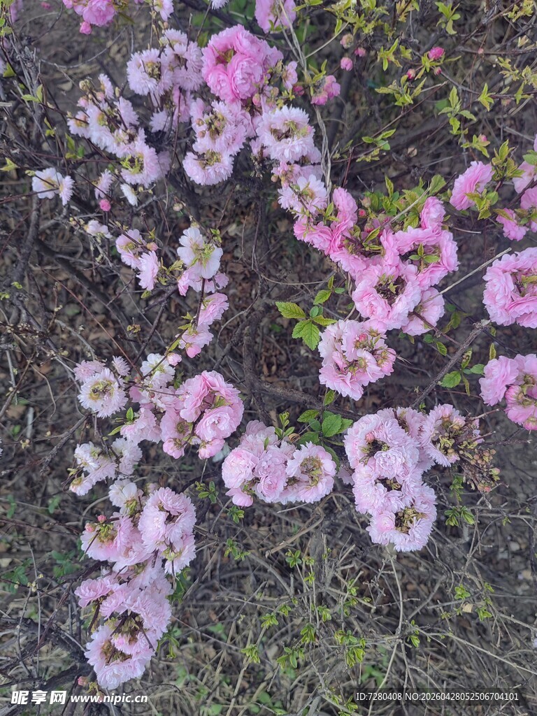 地上散落的娇艳粉色花朵