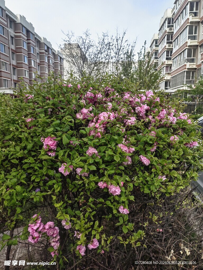 小区中盛开的粉色花丛