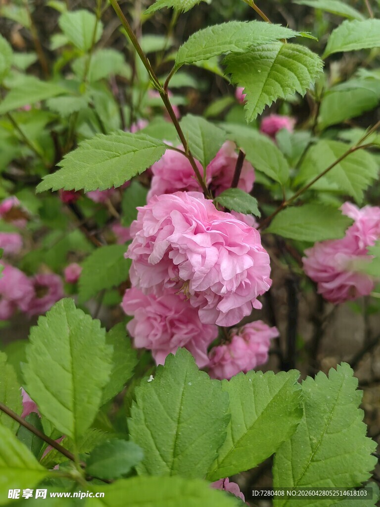 娇艳粉色花卉绽放绿叶间