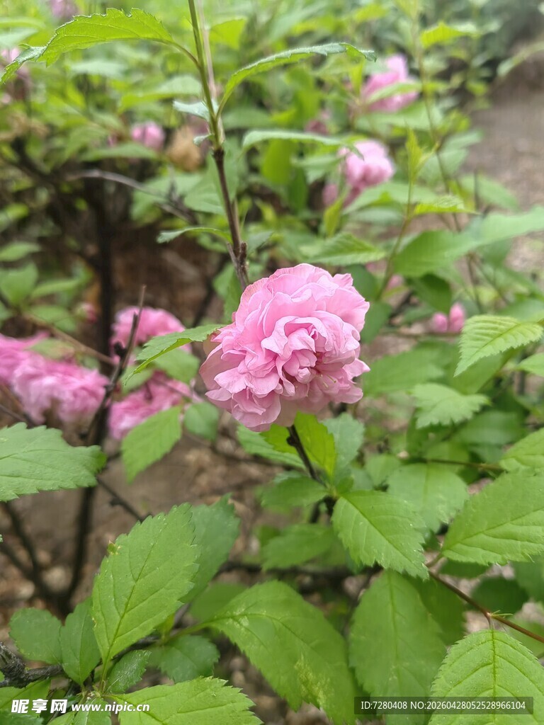 娇艳粉色花朵绽放绿叶间