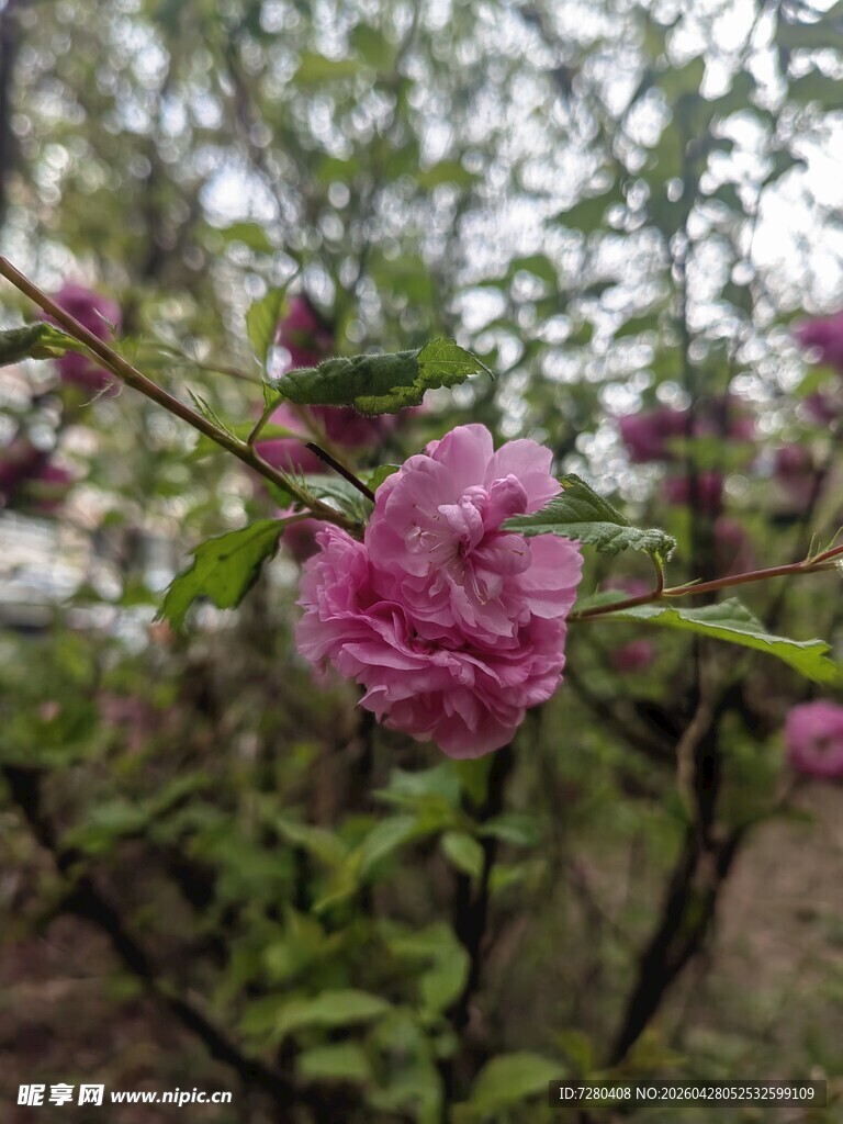 娇艳桃花绽放枝头