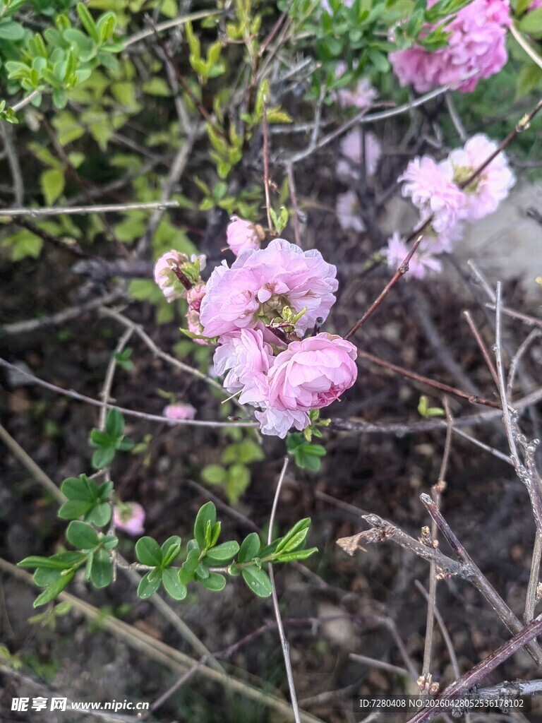 粉色蔷薇绽放于枝叶间