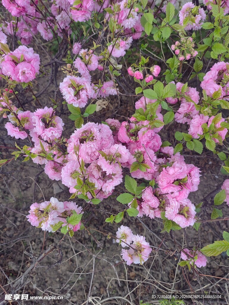 粉色繁花绽放于绿植间