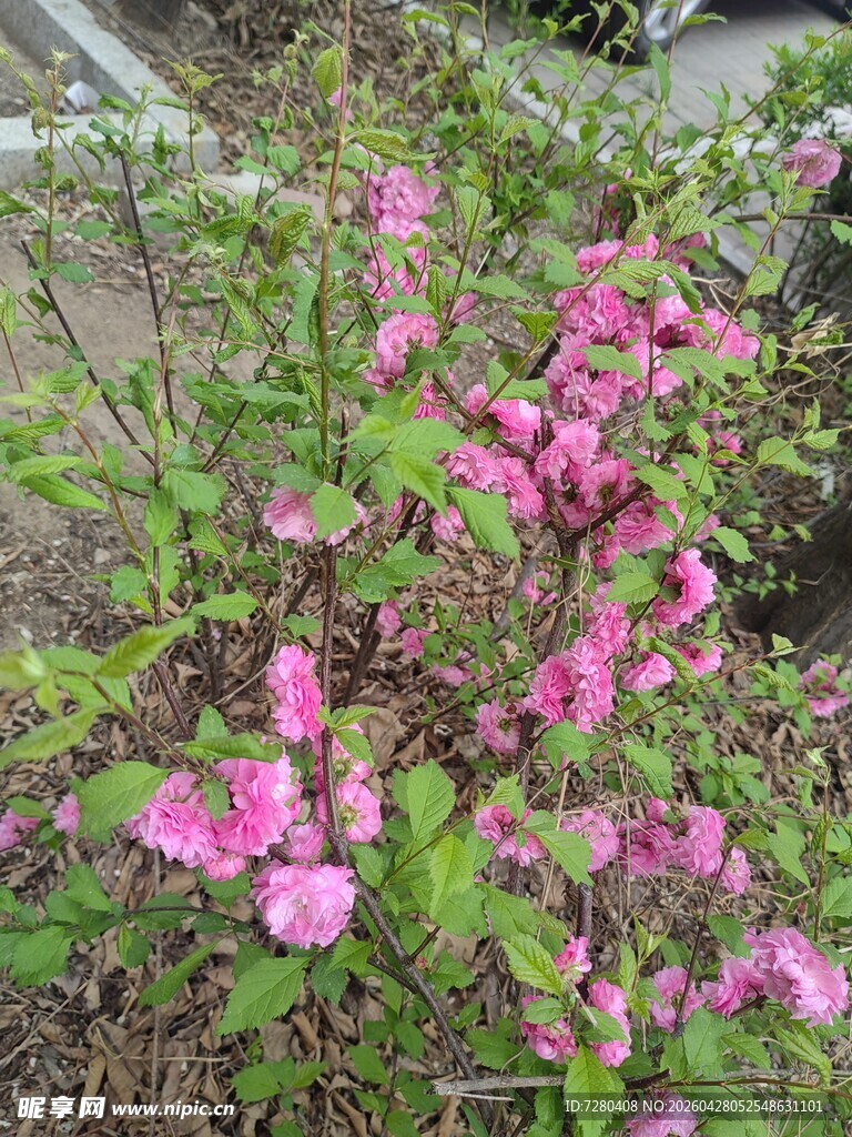 娇艳粉色花卉绽放