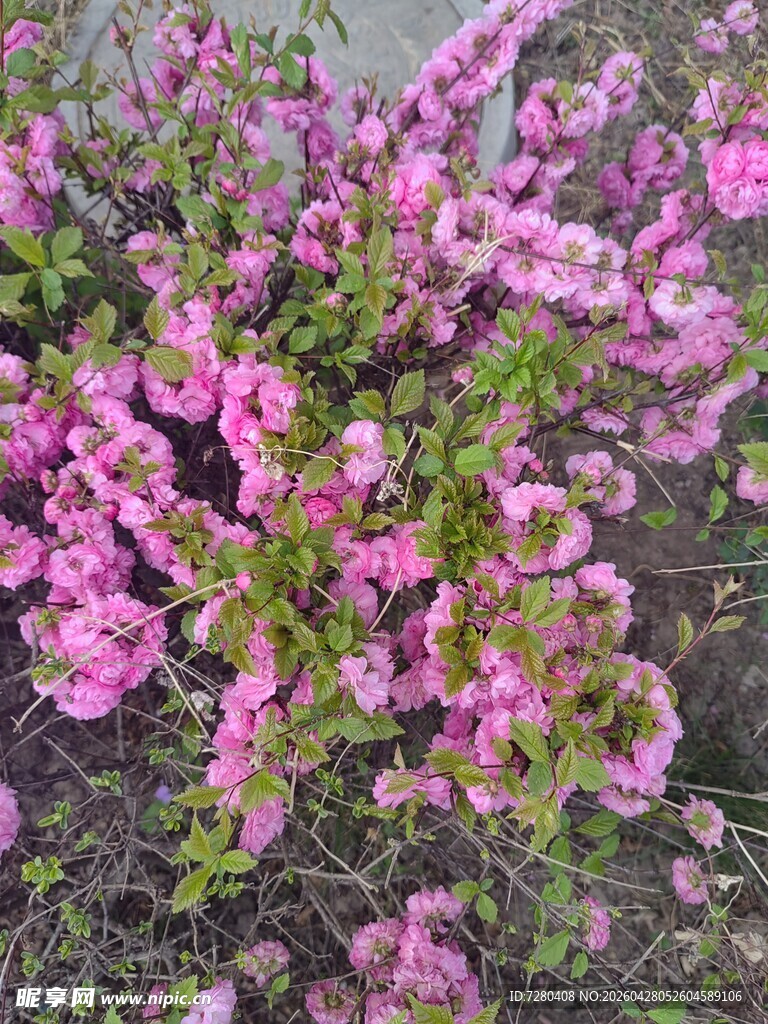 粉色繁花绽放的美丽景象