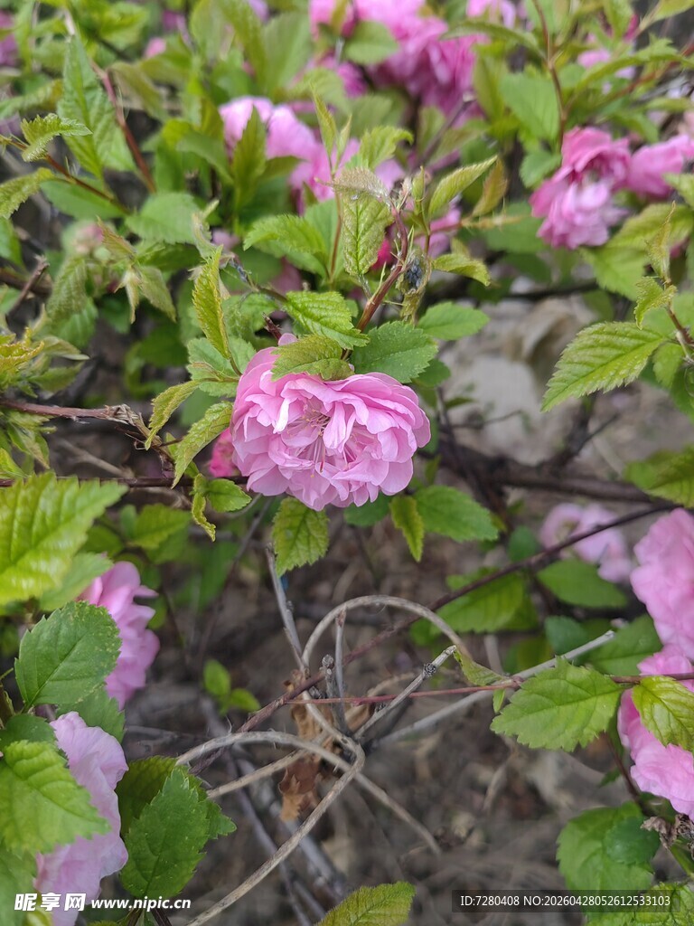 粉色繁花绽放绿叶间
