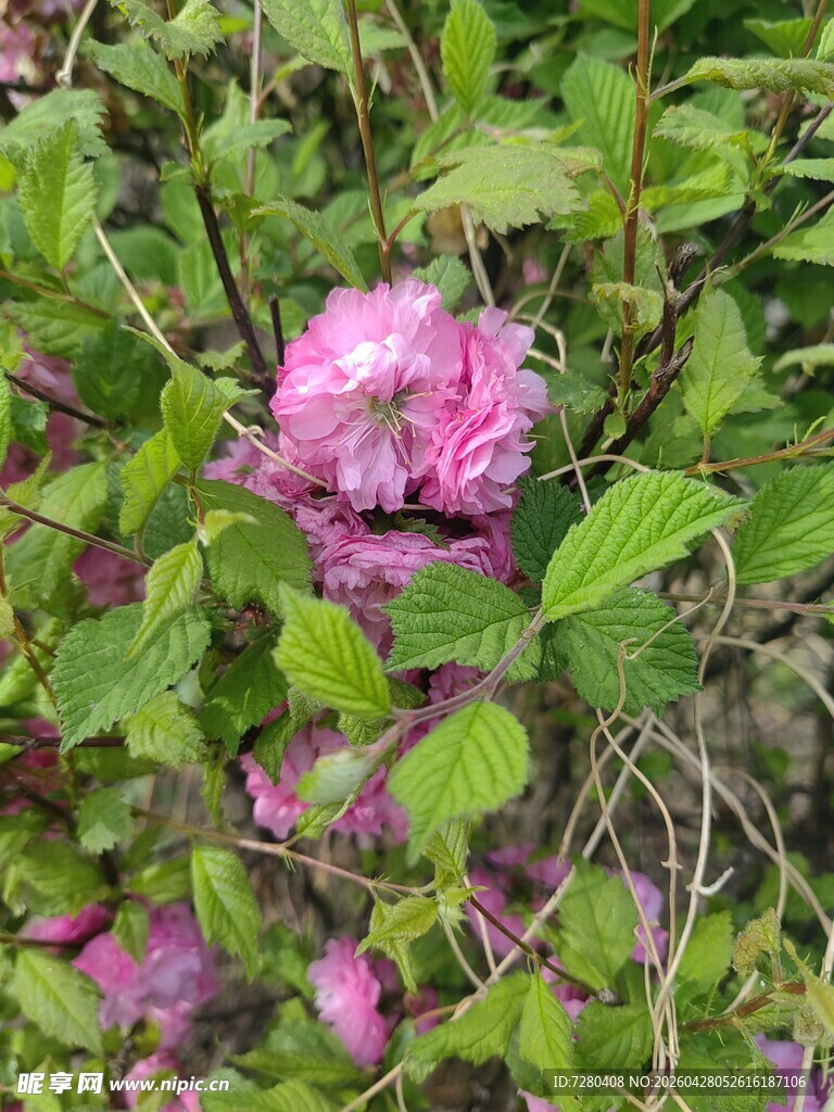 粉色繁花藏于绿叶间