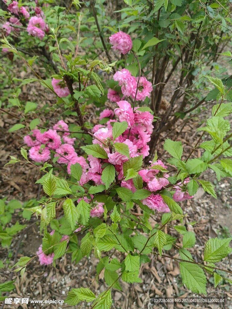 粉色繁花绽放枝头