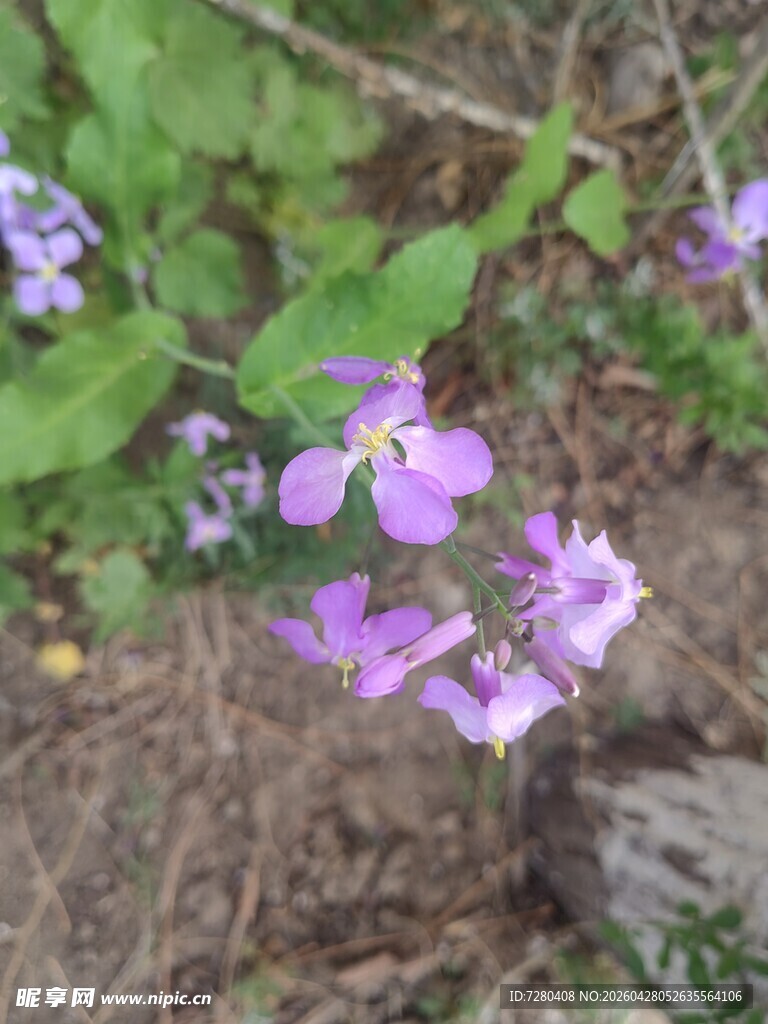 紫色小花绽放于地面