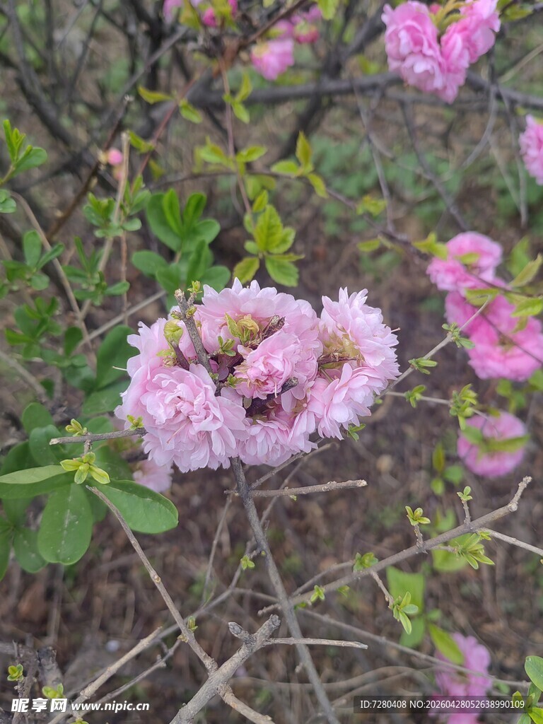 枝头绽放的粉嫩花朵