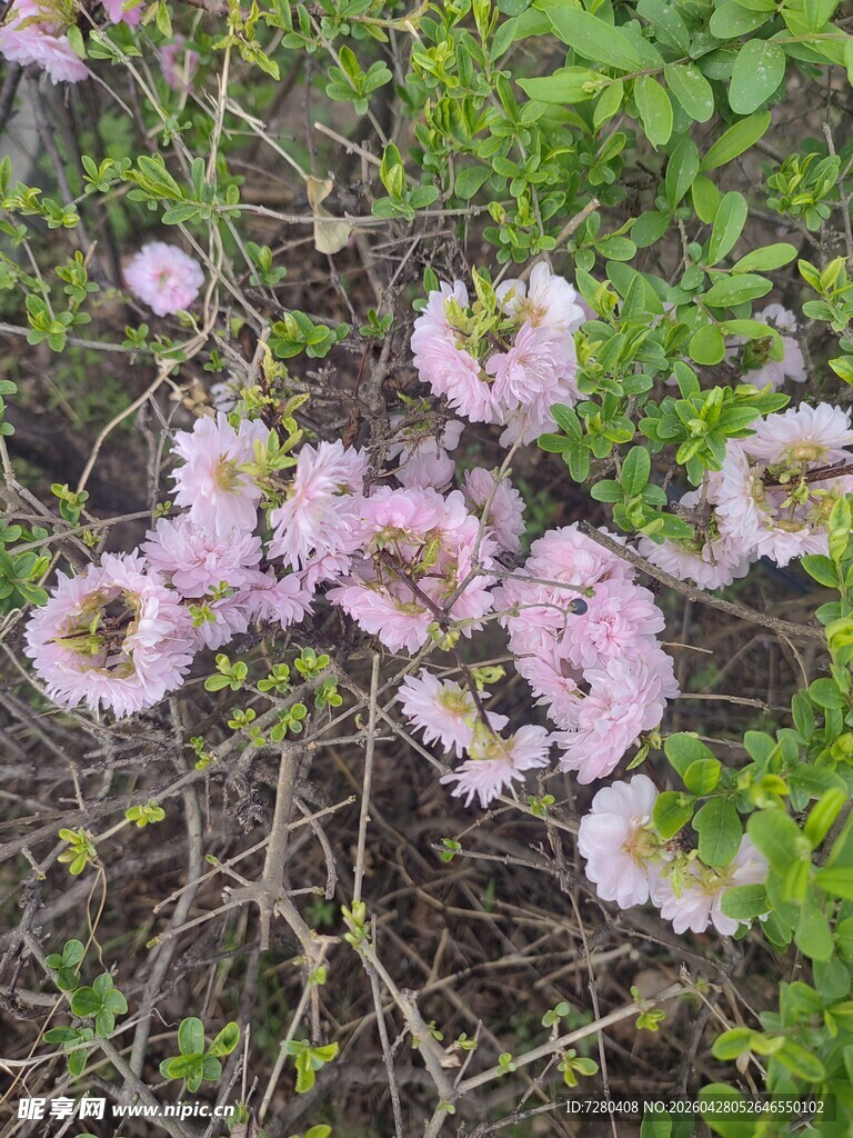 粉色繁花绽放