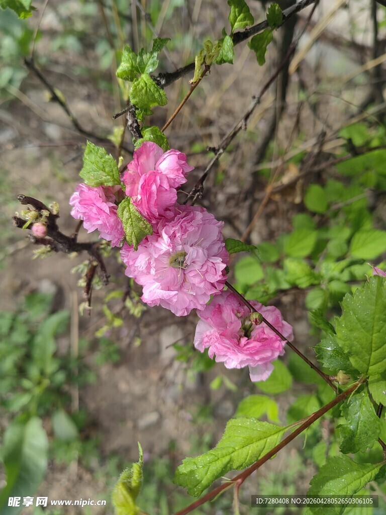 枝头绽放的娇艳粉色花朵