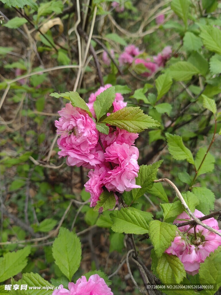 粉色繁花绽放枝头