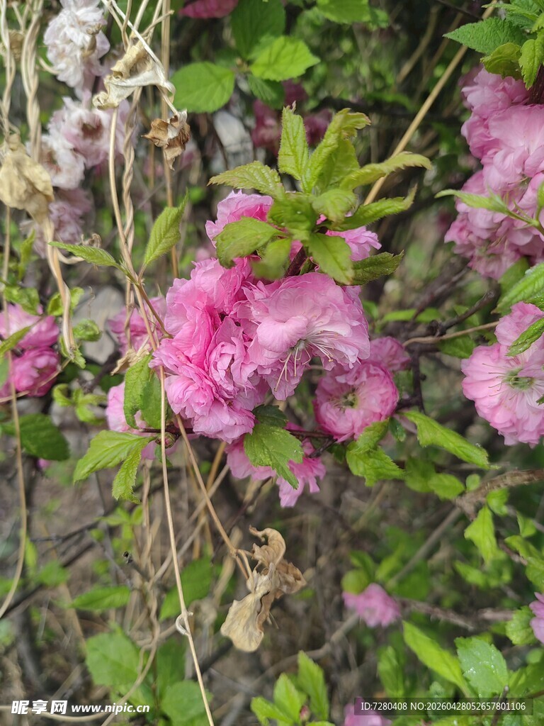 娇艳绽放的粉色杜鹃花