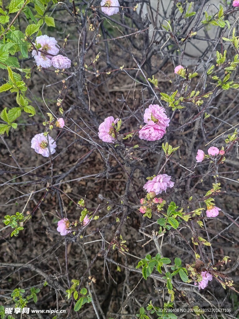 枝头绽放的粉嫩蔷薇花