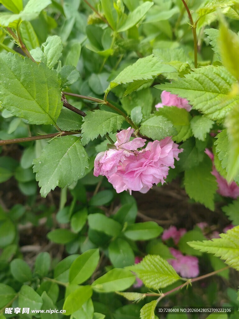 粉色花朵绽放于绿叶间
