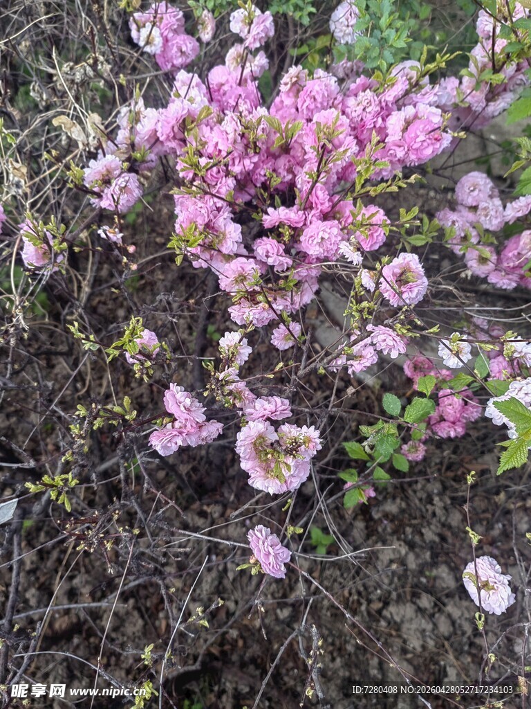 粉色繁花绽放于草丛间