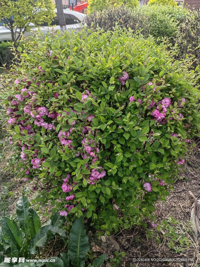 绿叶间绽放的紫色花卉