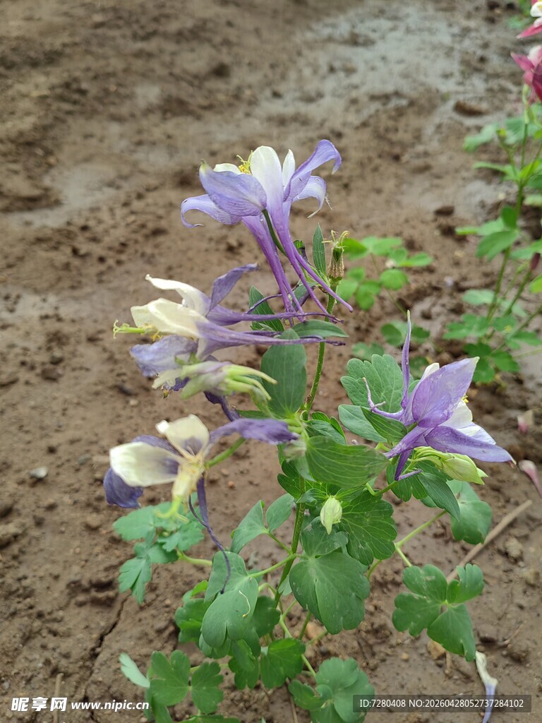 紫色小花绽放于泥土间