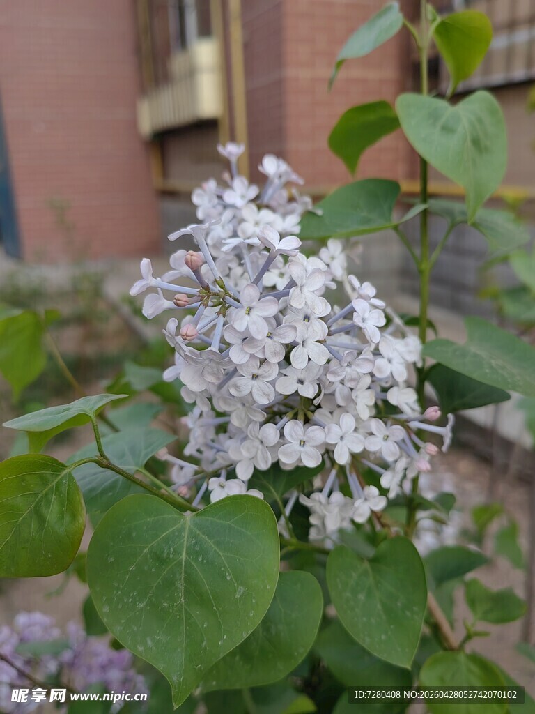 绽放的白色丁香花