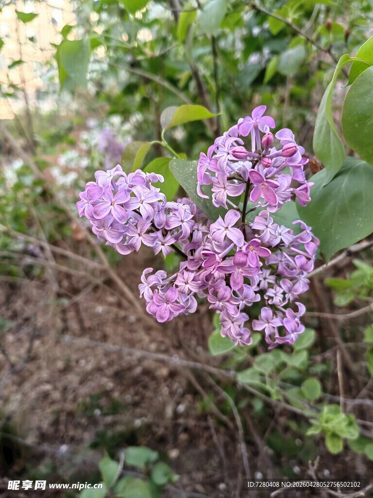绽放的紫色丁香花