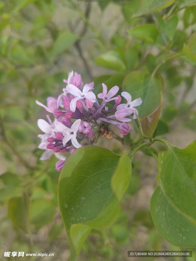 绽放的紫丁香花朵