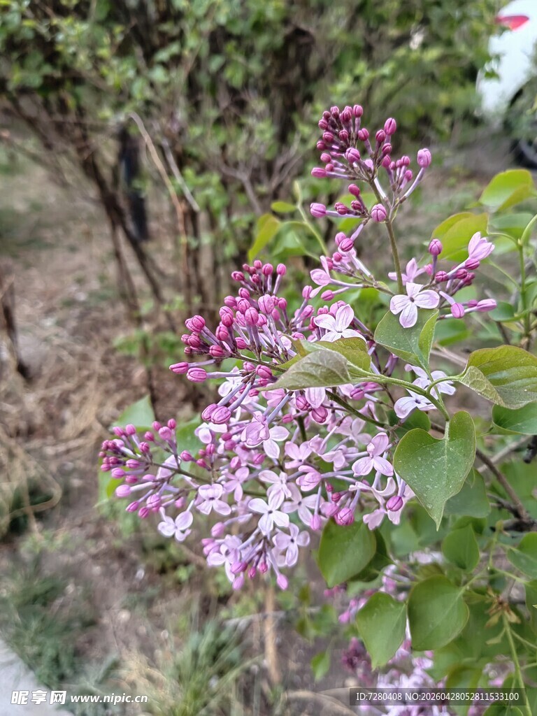 绽放的紫丁香花