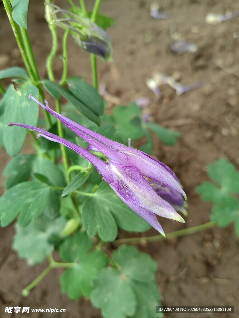 紫色垂吊花朵特写