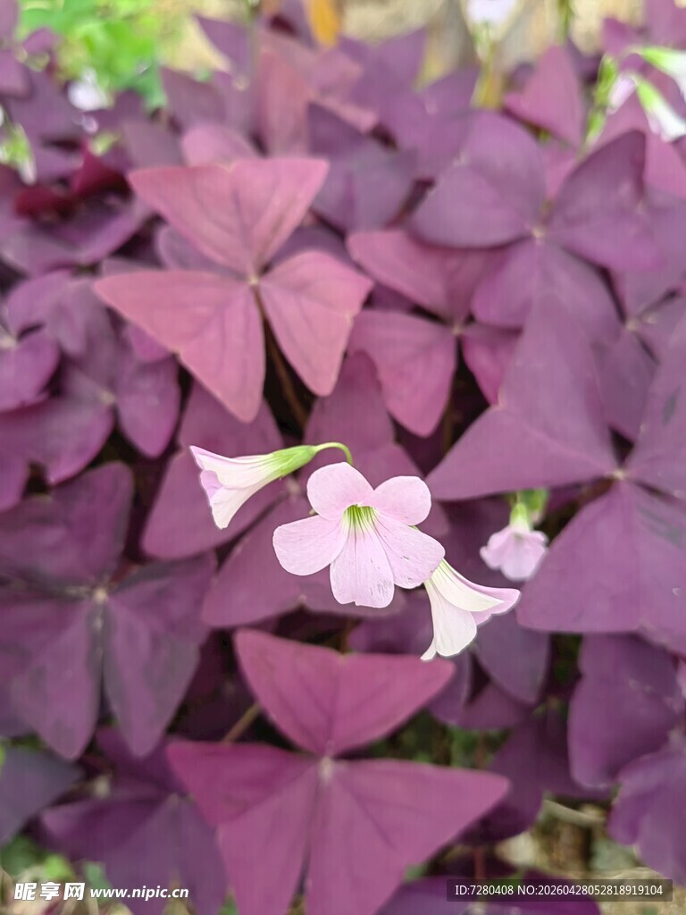 紫叶酢浆草中的白色小花