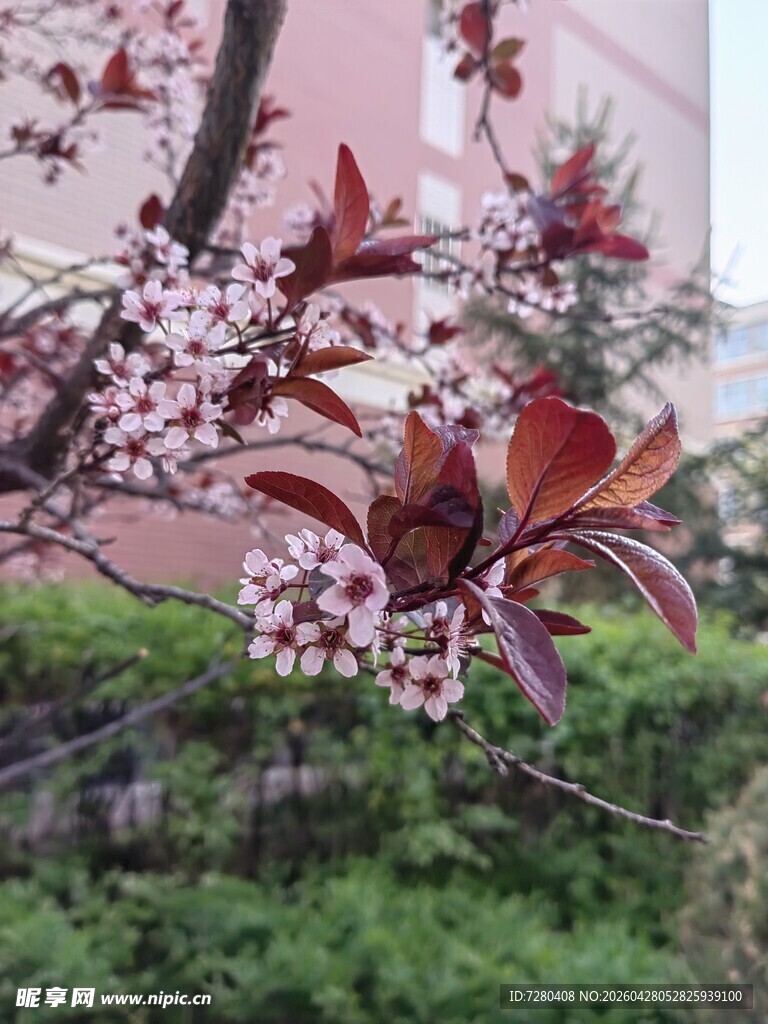 枝头繁花绽放的美丽景致