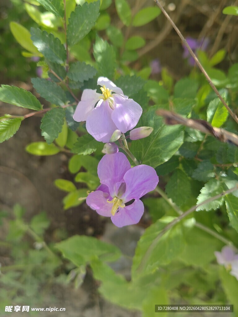 紫色小花绽放于绿叶间