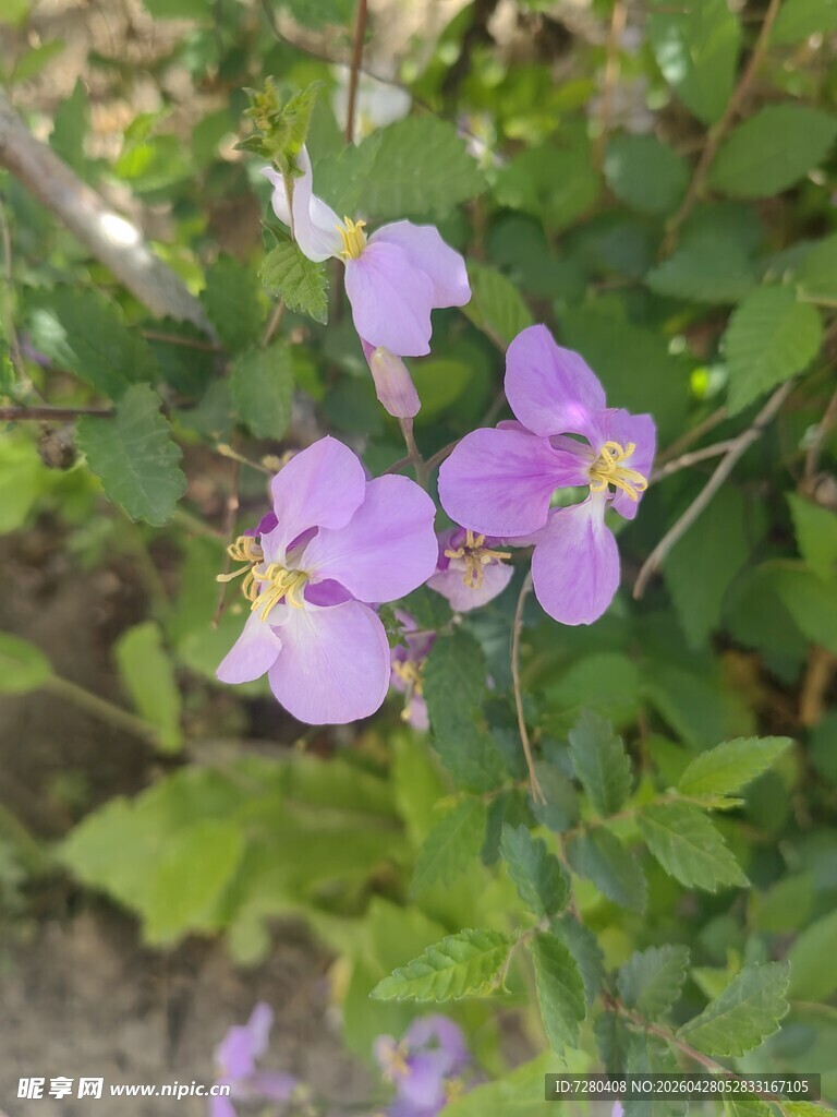 紫色小花绽放绿叶间