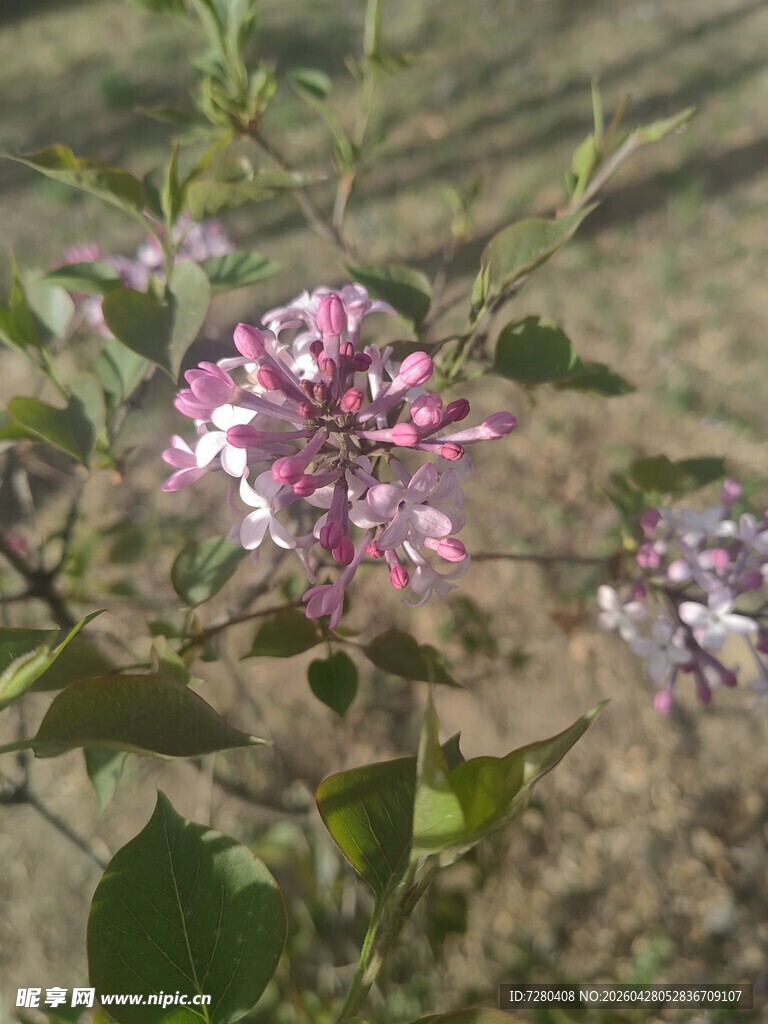 野外绽放的粉紫色小花