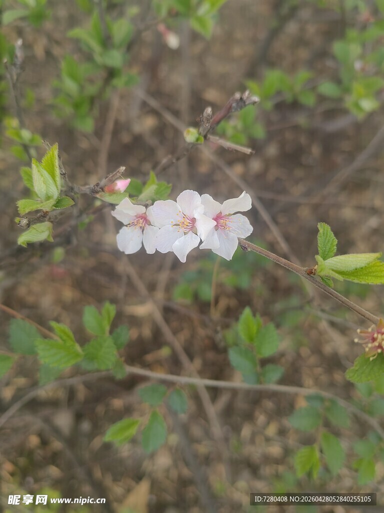 枝头绽放的粉嫩小花