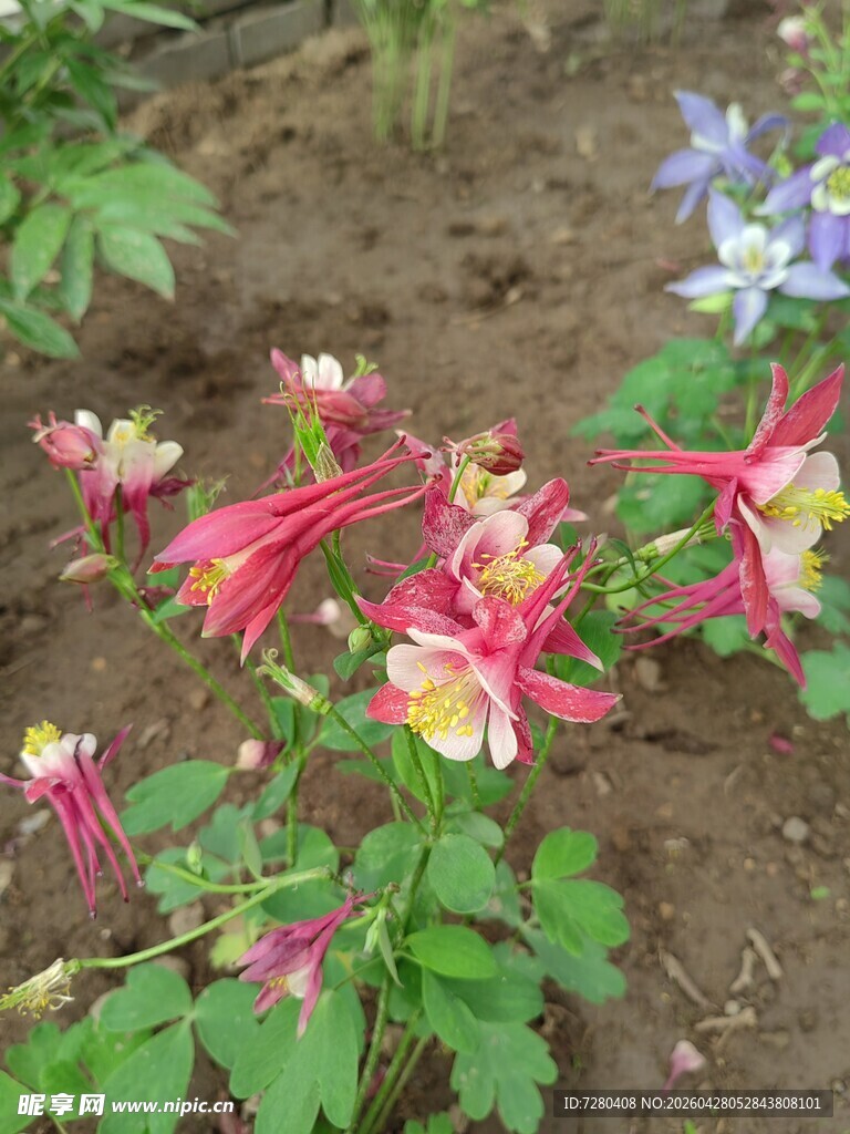 多彩耧斗菜绽放于户外