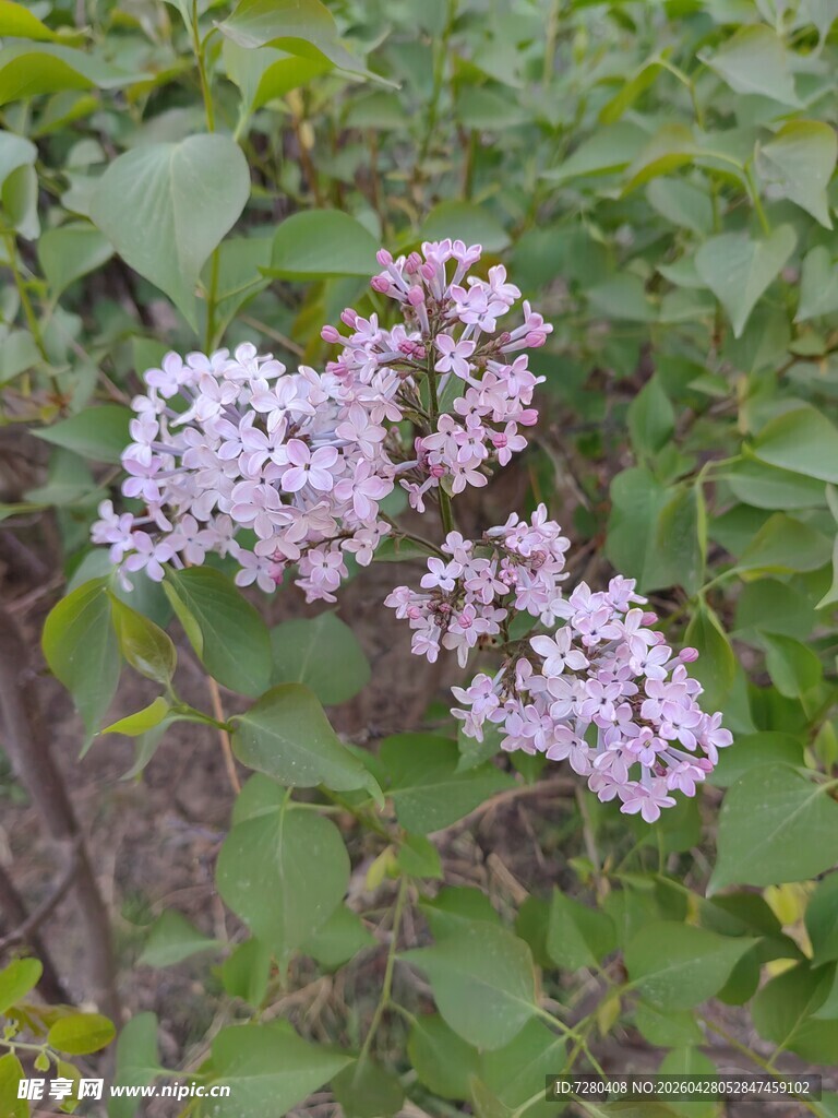 淡紫色丁香花绽放