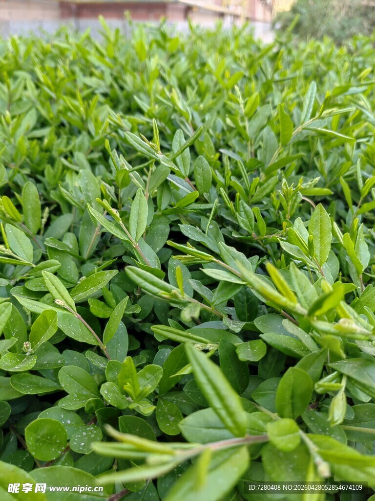 翠绿繁茂的植物叶片
