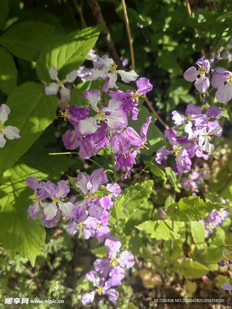 紫色小花绽放绿叶间