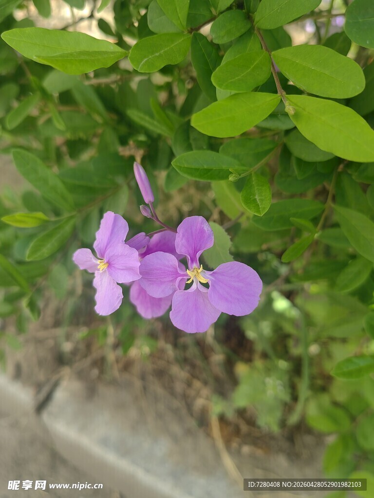 路边绽放的紫色小花