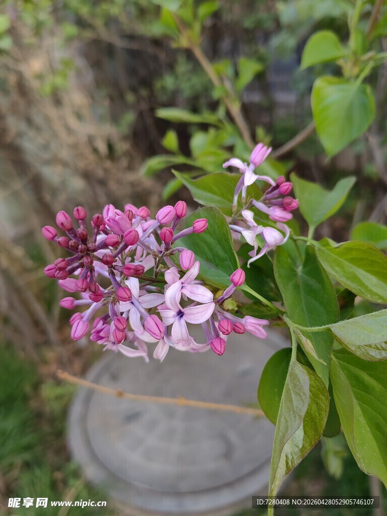 紫丁香绽放于绿植间
