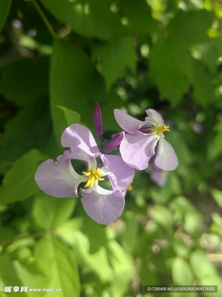 两朵紫色小花绽放绿叶间