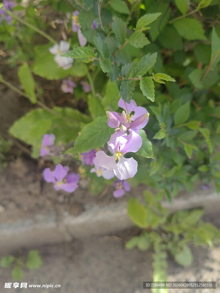 紫色小花绽放于绿叶间