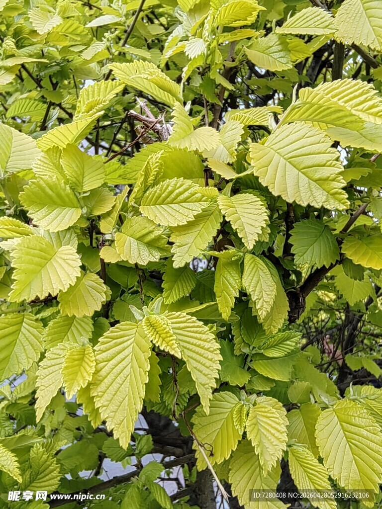 嫩绿叶片特写