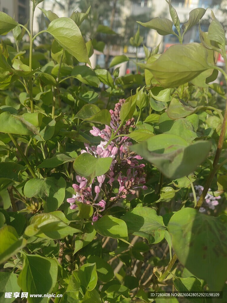 绿叶间绽放的紫色小花