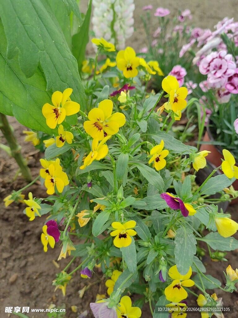 绽放的黄色三色堇花卉