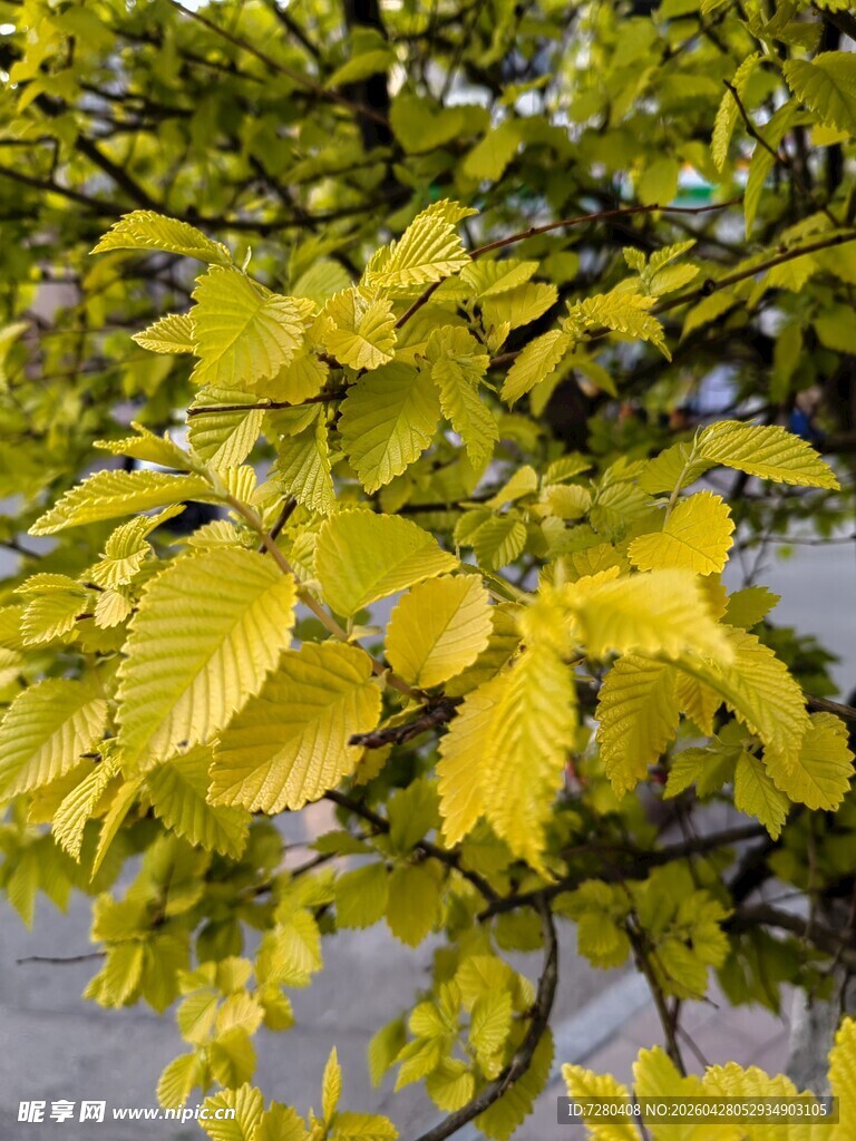 金黄树叶装点的繁茂树枝